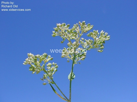 pepperweed, perennial